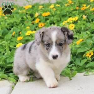 Anna, Pembroke Welsh Corgi Puppy