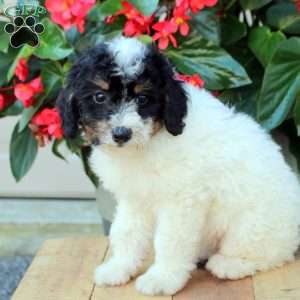Anna, Mini Bernedoodle Puppy