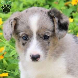 Anna, Pembroke Welsh Corgi Puppy