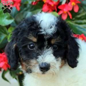 Anna, Mini Bernedoodle Puppy