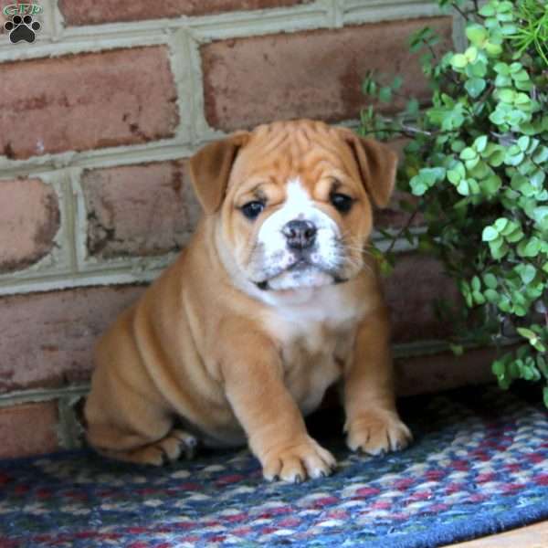Annabelle, English Bulldog Puppy