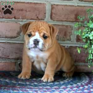 Annabelle, English Bulldog Puppy
