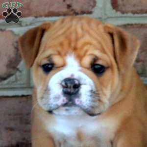 Annabelle, English Bulldog Puppy