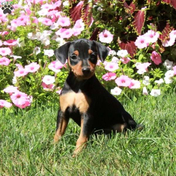 Ansel, Miniature Pinscher Puppy