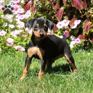 Ansel, Miniature Pinscher Puppy