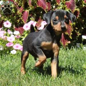 Ansel, Miniature Pinscher Puppy