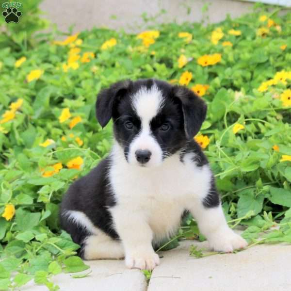 Anthem, Pembroke Welsh Corgi Puppy