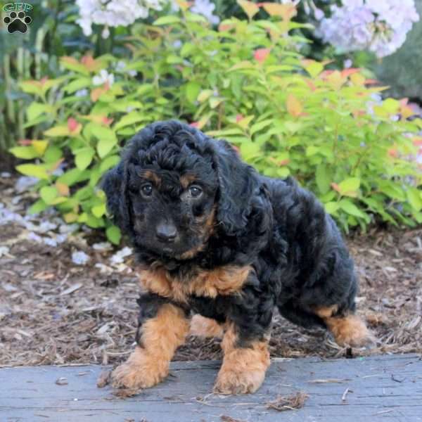 Anthem, Mini Aussiedoodle Puppy