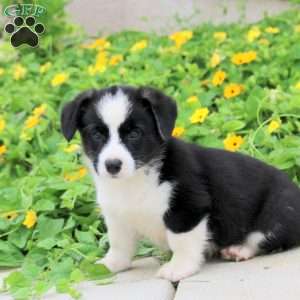 Anthem, Pembroke Welsh Corgi Puppy