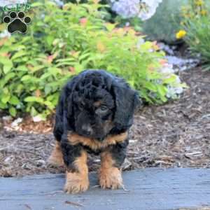 Anthem, Mini Aussiedoodle Puppy