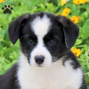 Anthem, Pembroke Welsh Corgi Puppy