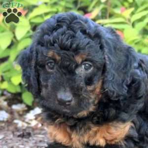 Anthem, Mini Aussiedoodle Puppy