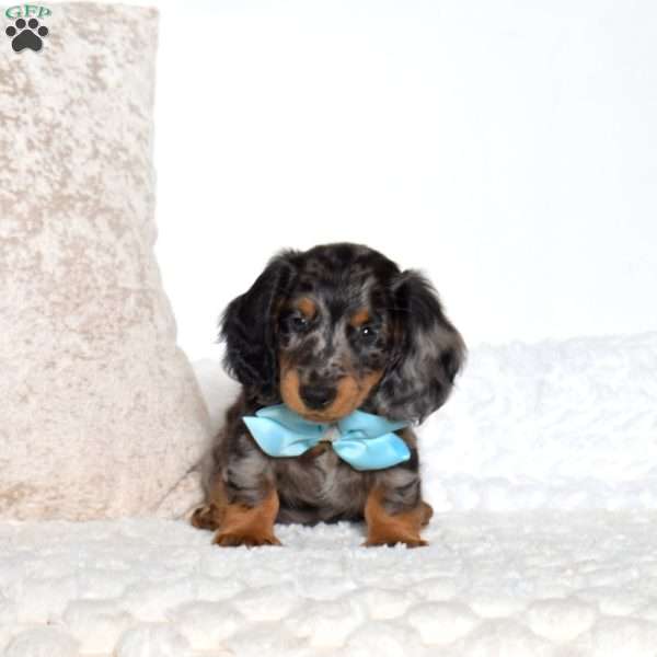 Antonio, Dachshund Puppy