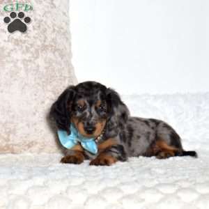 Antonio, Dachshund Puppy