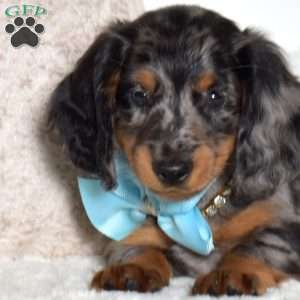 Antonio, Dachshund Puppy