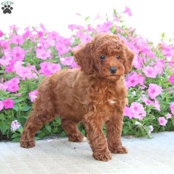 Apollo, Miniature Poodle Puppy
