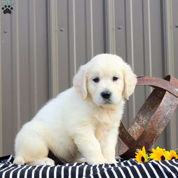 April, English Cream Golden Retriever Puppy