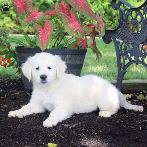 April, English Cream Golden Retriever Puppy