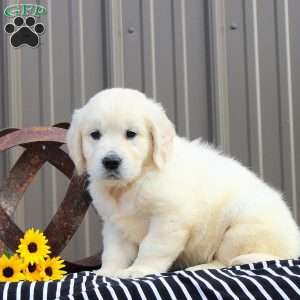April, English Cream Golden Retriever Puppy