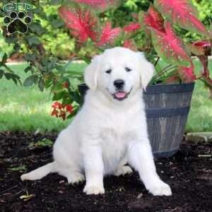 April, English Cream Golden Retriever Puppy
