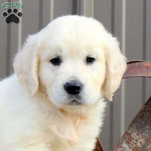 April, English Cream Golden Retriever Puppy