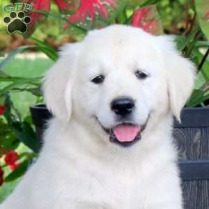 April, English Cream Golden Retriever Puppy