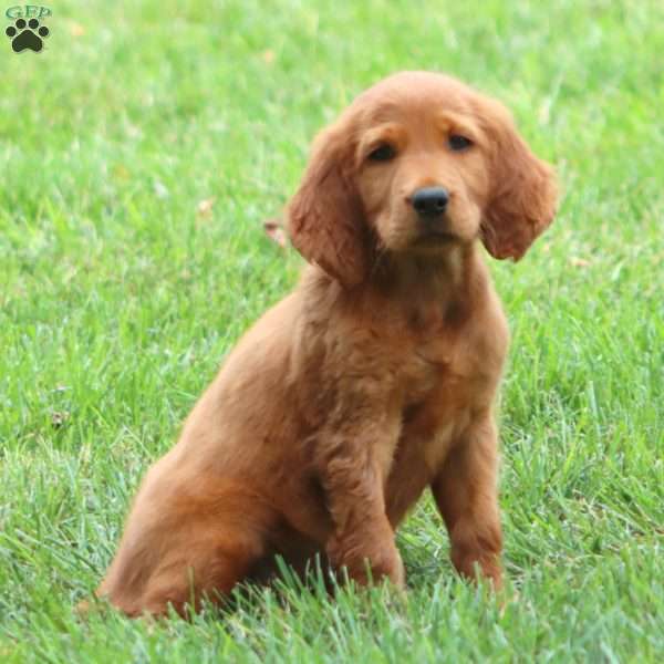 April, Irish Setter Puppy