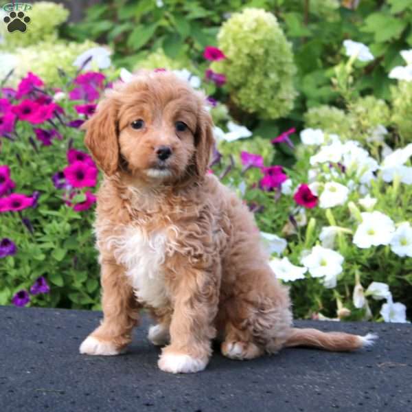 April, Cockapoo Puppy