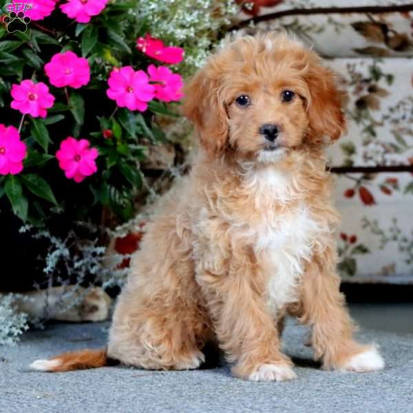 April, Cockapoo Puppy