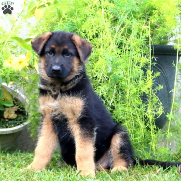 April, German Shepherd Puppy