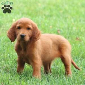 April, Irish Setter Puppy