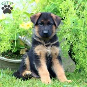 April, German Shepherd Puppy