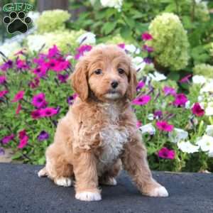 April, Cockapoo Puppy