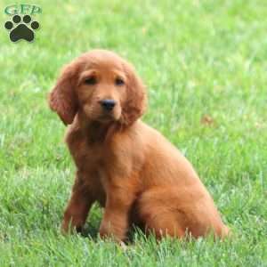 April, Irish Setter Puppy