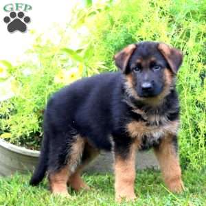 April, German Shepherd Puppy