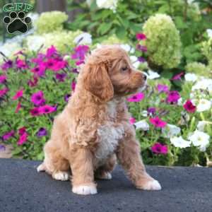 April, Cockapoo Puppy