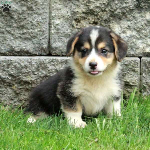 Arabella, Pembroke Welsh Corgi Puppy