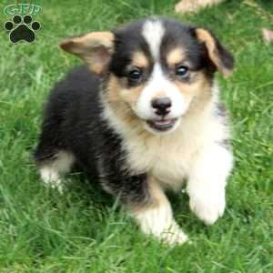 Arabella, Pembroke Welsh Corgi Puppy