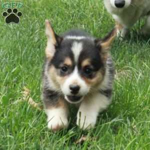 Arabella, Pembroke Welsh Corgi Puppy