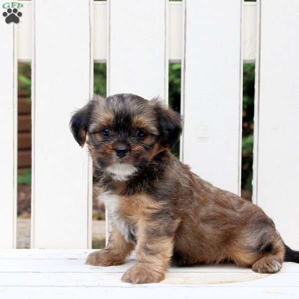 Archer, Shorkie Puppy