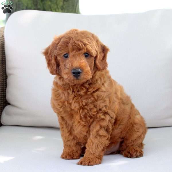Archer, Mini Goldendoodle Puppy