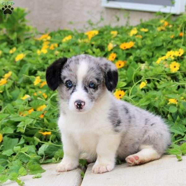 Archer, Pembroke Welsh Corgi Puppy