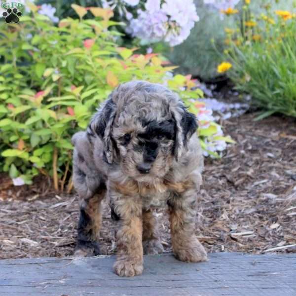 Archer, Mini Aussiedoodle Puppy