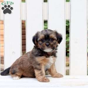 Archer, Shorkie Puppy