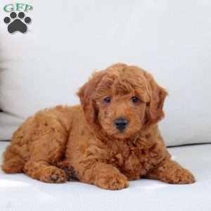 Archer, Mini Goldendoodle Puppy