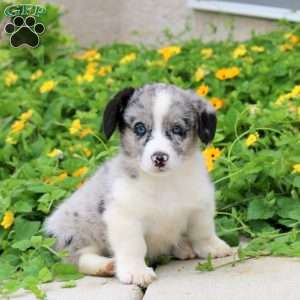 Archer, Pembroke Welsh Corgi Puppy