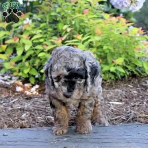Archer, Mini Aussiedoodle Puppy