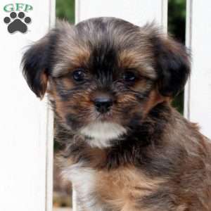Archer, Shorkie Puppy