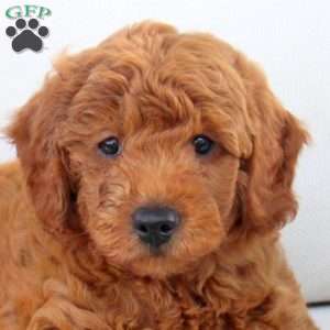 Archer, Mini Goldendoodle Puppy