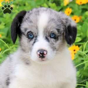 Archer, Pembroke Welsh Corgi Puppy